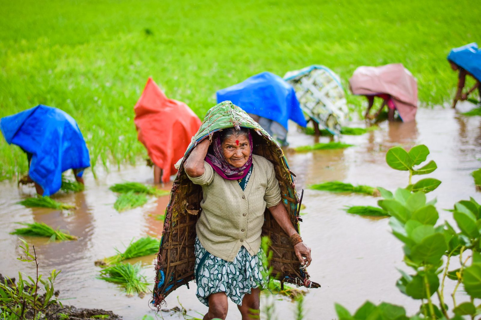 Women transplanting paddy seedlings in a flooded field during the monsoon