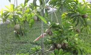 Chikoo Garden