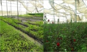 Sumedh Agro Nursery